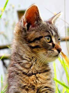 Head domestic cat tomcat photo