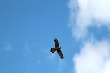 Birds flying flight