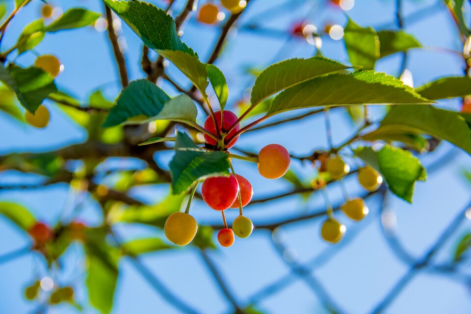 Red agriculture foliage