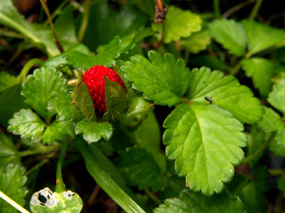 Duchesnea indica, 2015-05-29, Mount Lebanon, 03
