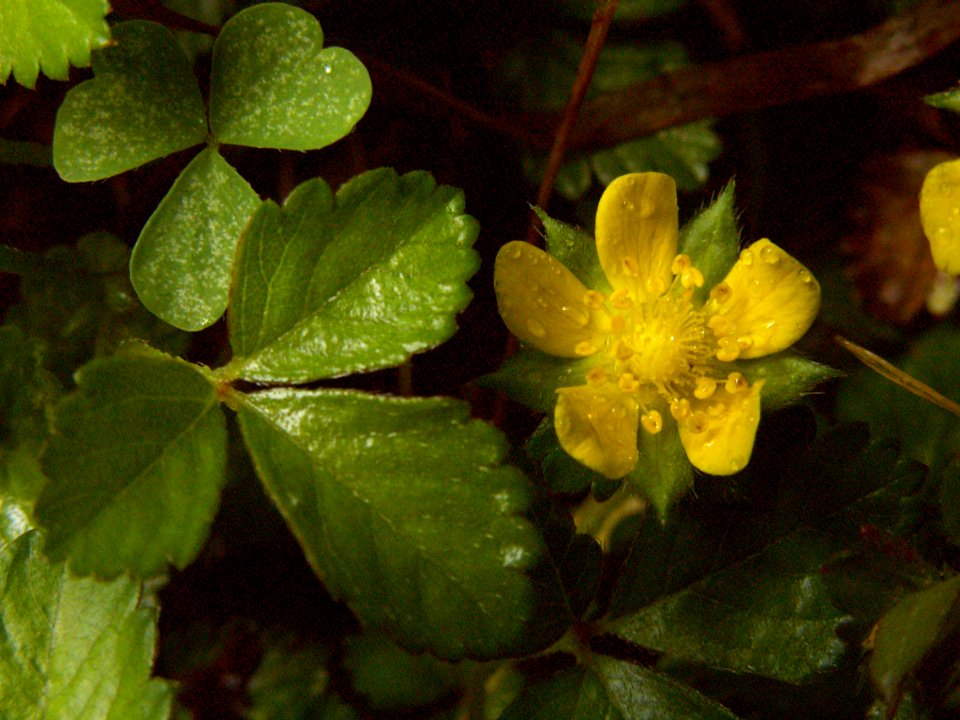 Duchesnea indica, 2015-05-29, Mount Lebanon, 02