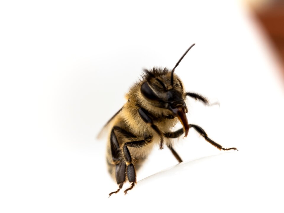 Tongue close up insect