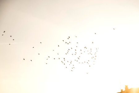 Dsf (190176513)