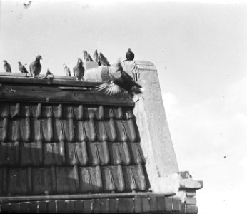 Duiven op dak, Bestanddeelnr 903-6639