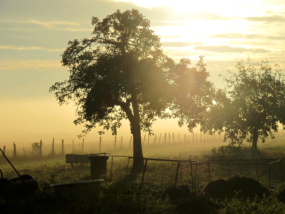 Landscape nature fog