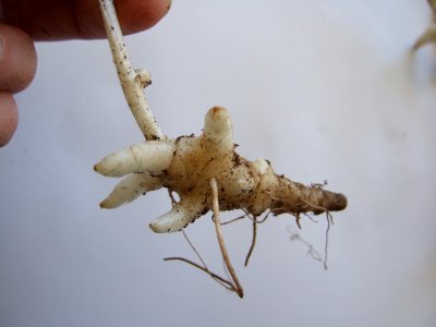 DSymphytum officinaleaaa