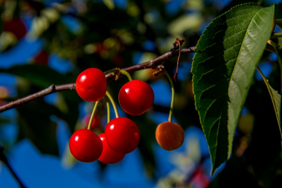 Red agriculture foliage