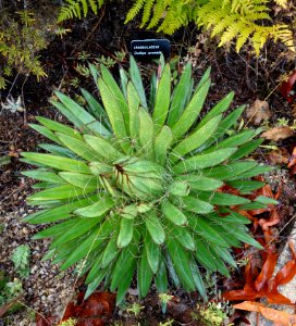 Dudleya anomala - UC Santa Cruz Arboretum - DSC07583