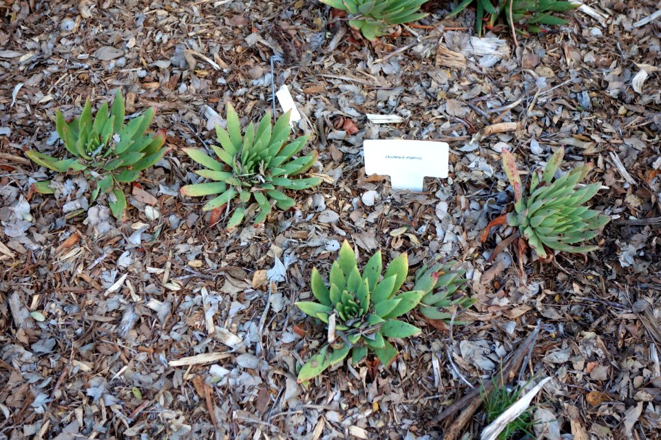 Dudleya ingens - San Luis Obispo Botanical Garden - DSC05974