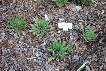 Dudleya ingens - San Luis Obispo Botanical Garden - DSC05974