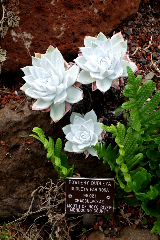 Dudleya farinosa - Regional Parks Botanic Garden, Berkeley, CA - DSC04579