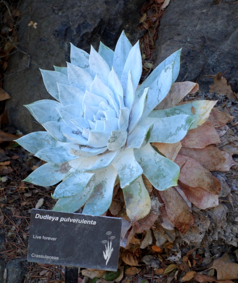 Dudleya pulverulenta - Leaning Pine Arboretum - DSC05823