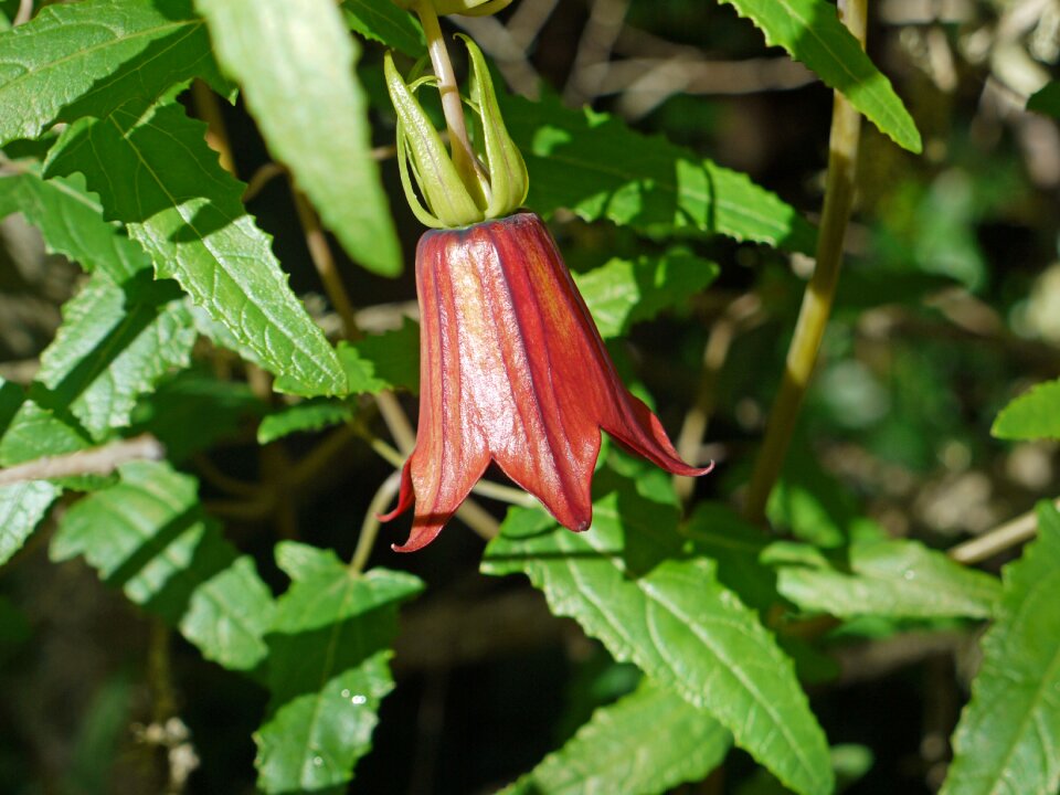 Bellflower canary islands purple