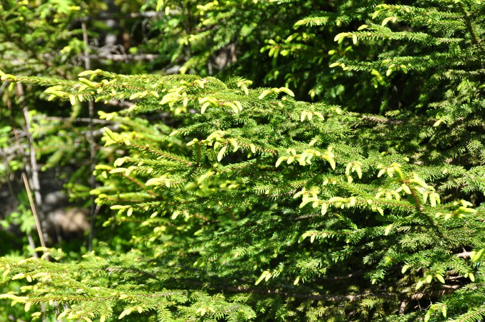 Nature forrest finland