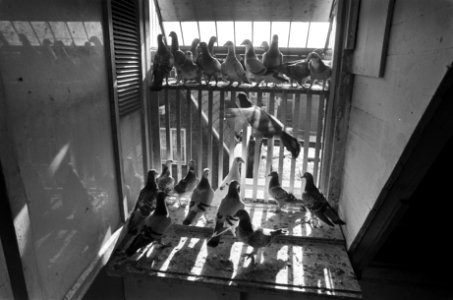 Duivenplatje in Amsterdam, Bestanddeelnr 927-5471