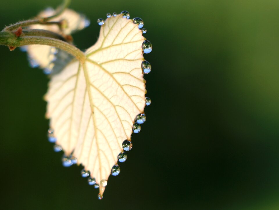 Grapes drops morning