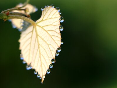 Grapes drops morning