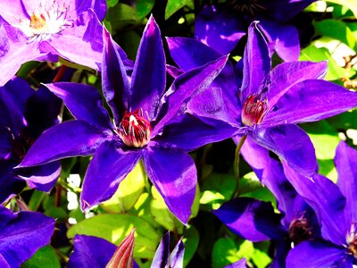 Bloom purple nature
