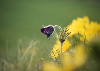 Protected nature signs of spring