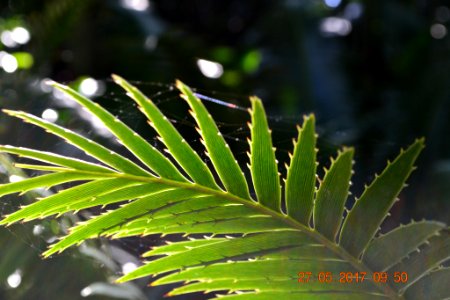 Dsc 1021 Jpg (237887955)