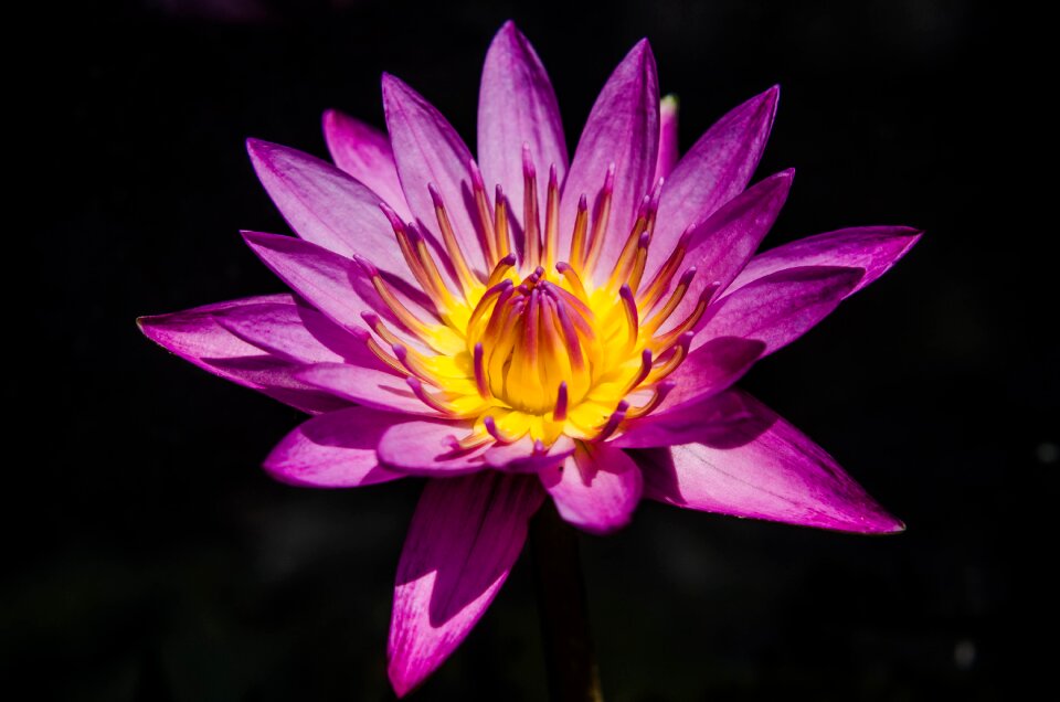 Flower garden lake