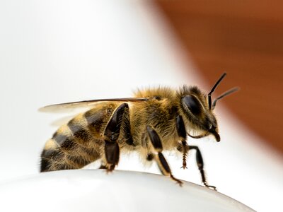 Close up insect side view