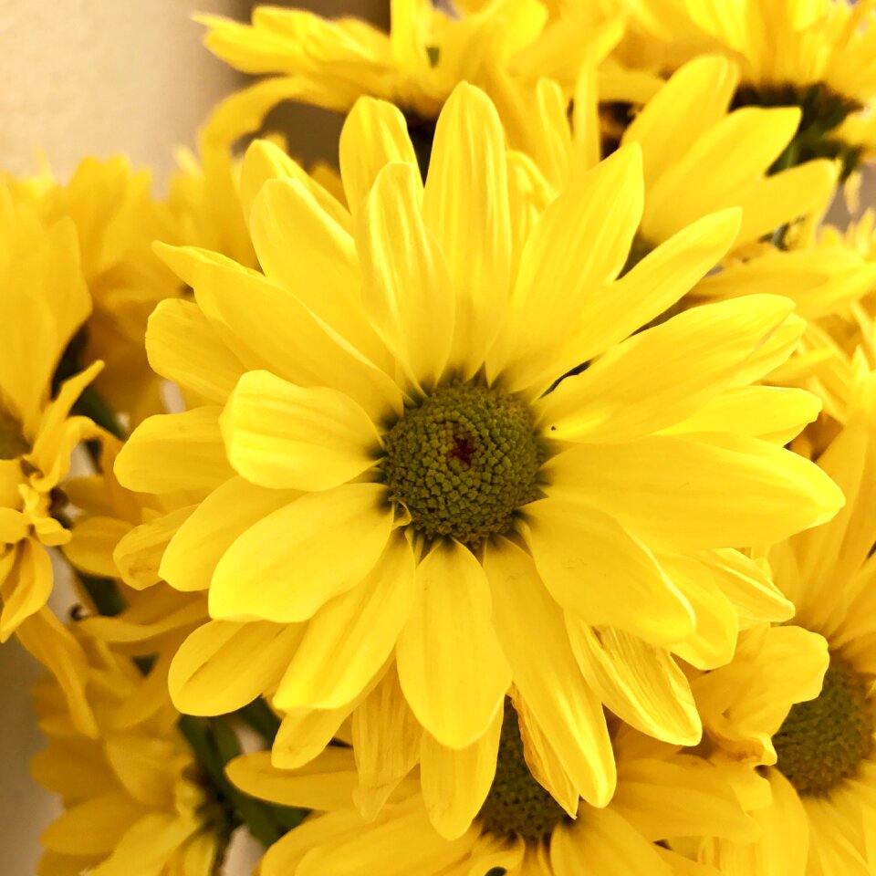 Spring yellow spring yellow flower