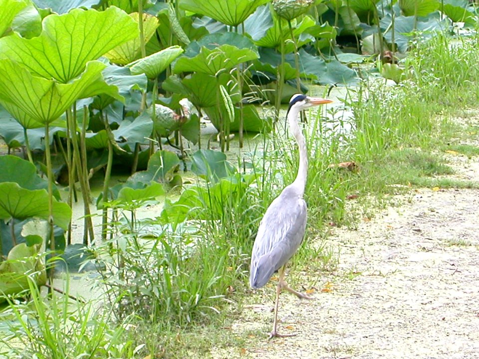 Dscn1097 japan nature