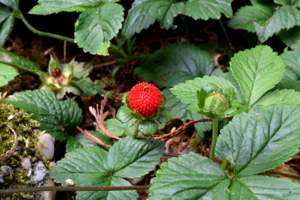 Dsc 3841 Jpg (165747477)