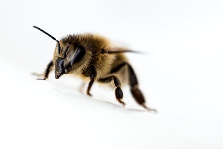 Bee close up insect