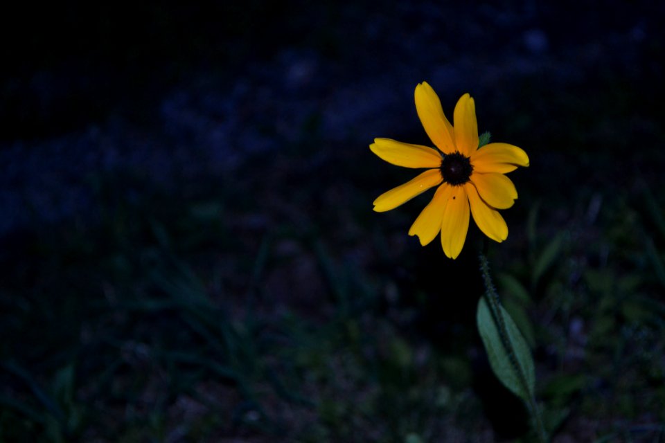 Dsc 0706 Jpg (237887923)