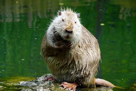 Nutria thinks after