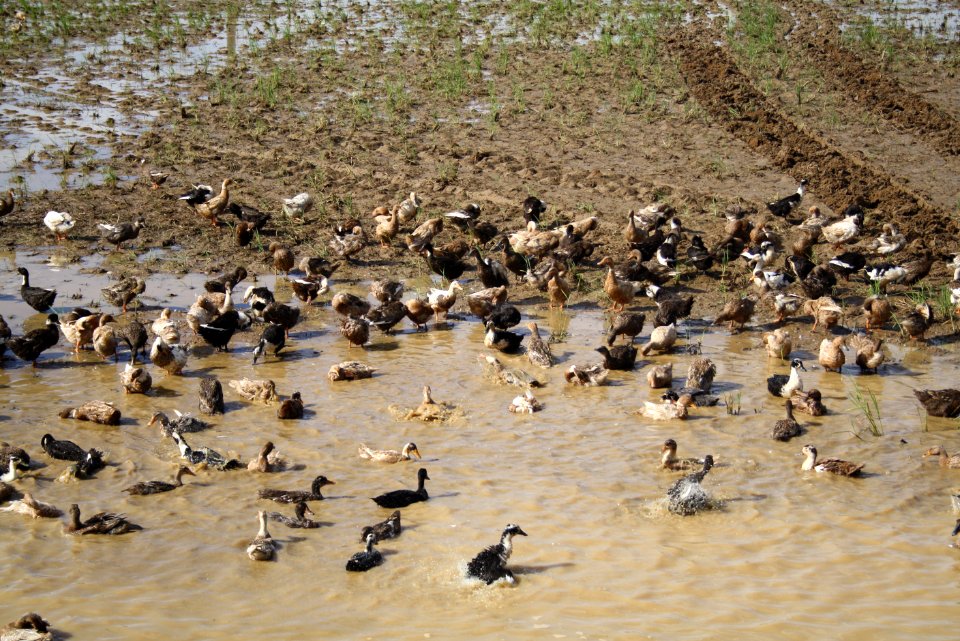 Ducks in the Paddy Fields of Palakkad
