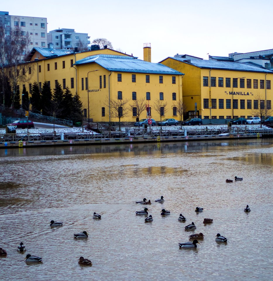 Ducks in Aura river with Manilla in background
