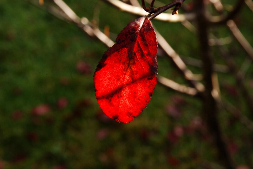 Sunlight red fall colors