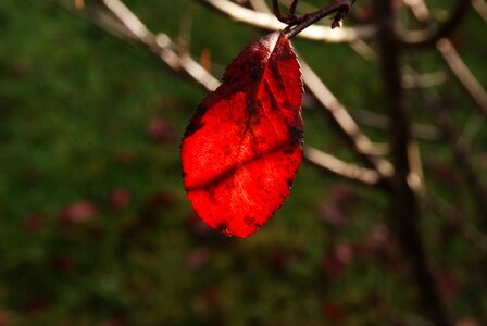Sunlight red fall colors