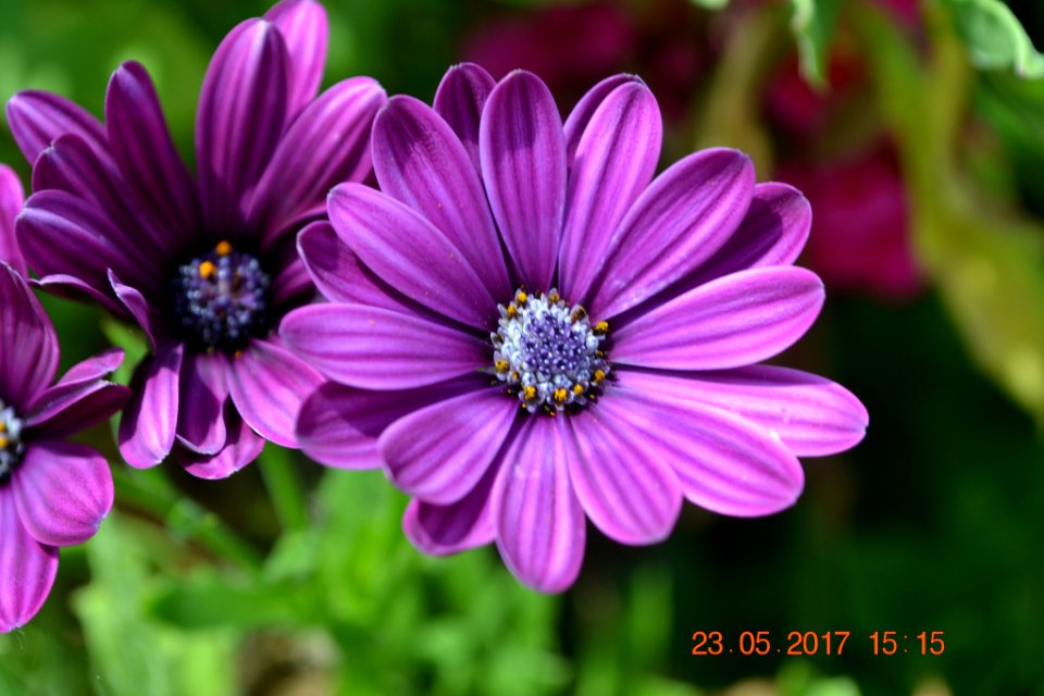 Dsc 0524 Jpg (237887951)