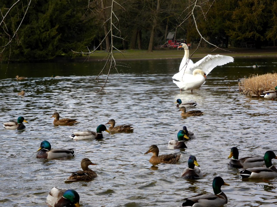 Ducks-and-swans