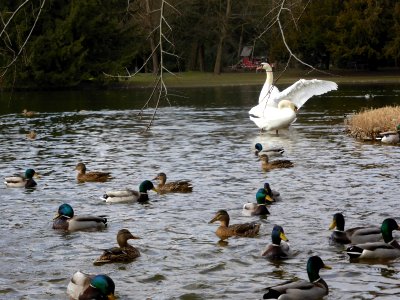 Ducks-and-swans