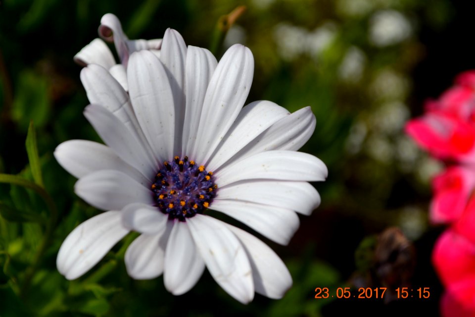 Dsc 0522 Jpg (237887947)