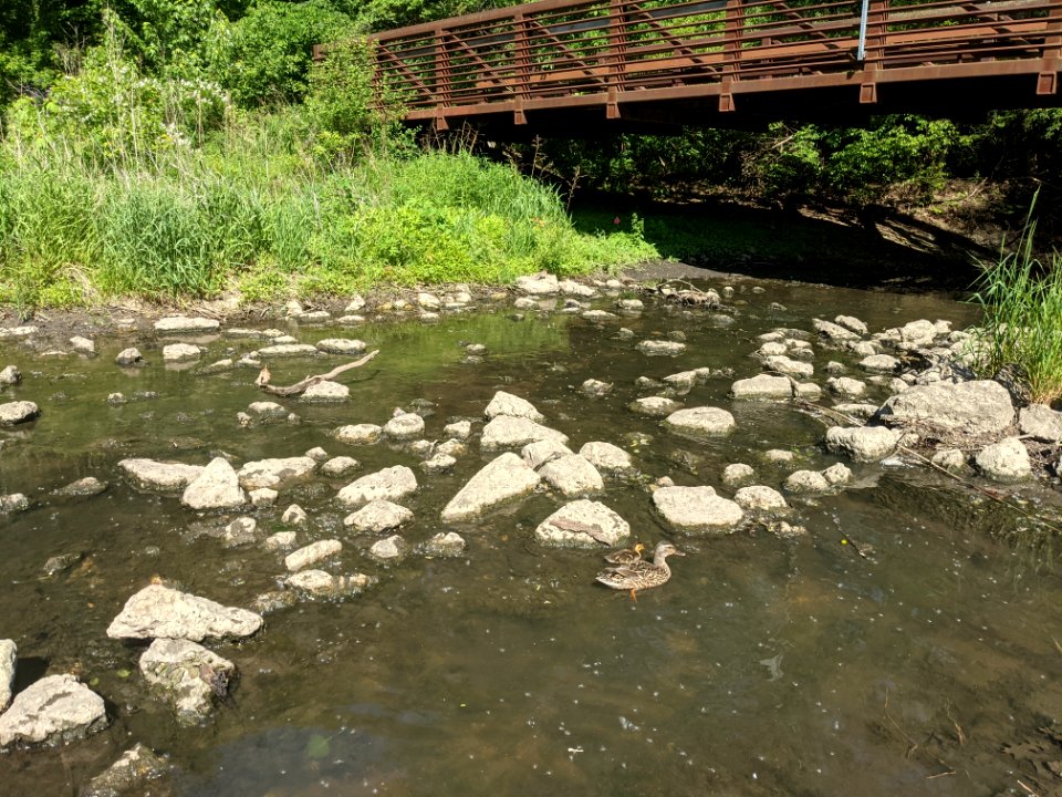 Ducks swimming in Salt Creek near Cottonwood Park