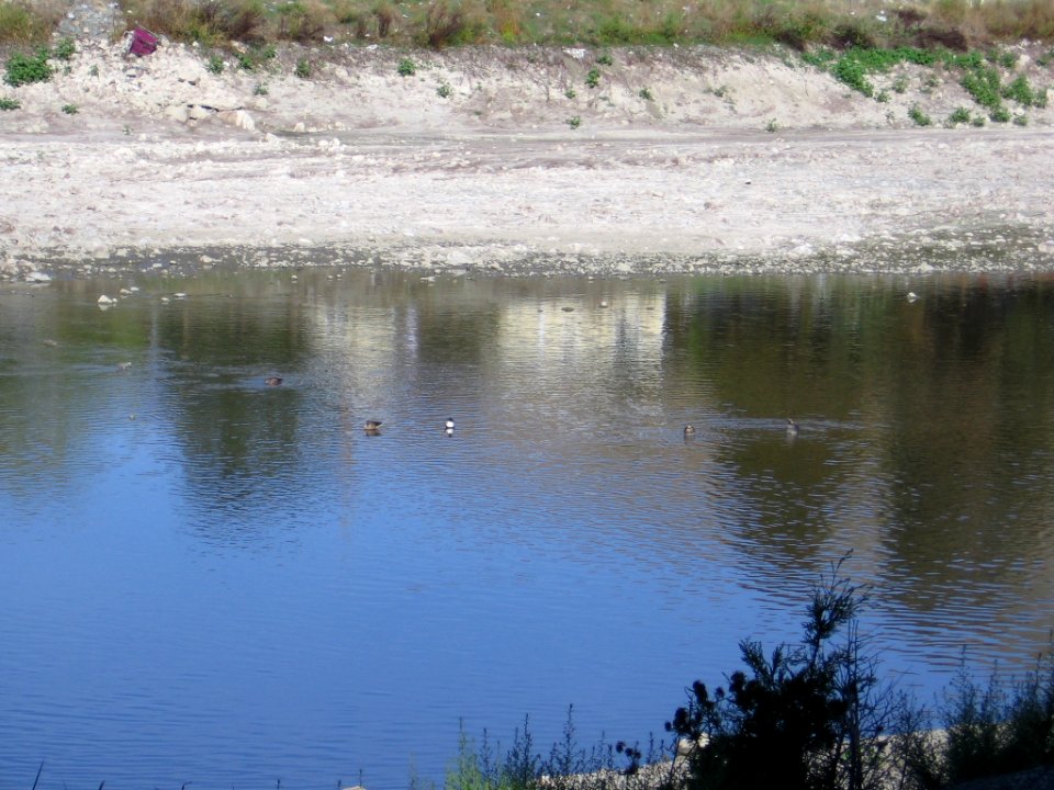 Ducks in Alameda Creek 3324