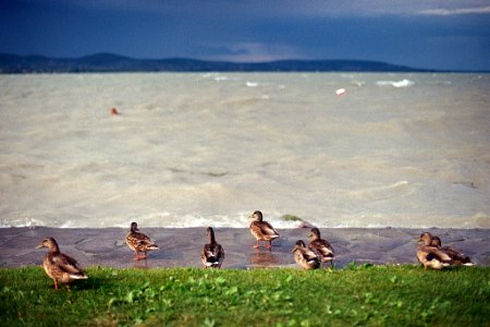Ducks At The Stromy Balaton (225088709) photo