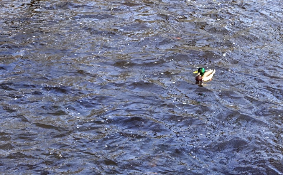Duck - Lower Mystic Lake - Arlington, MA - DSC00827