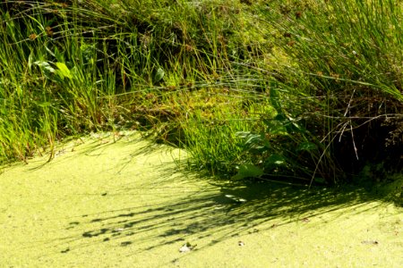 Duckweed in water cistern at Röe castle 2 photo