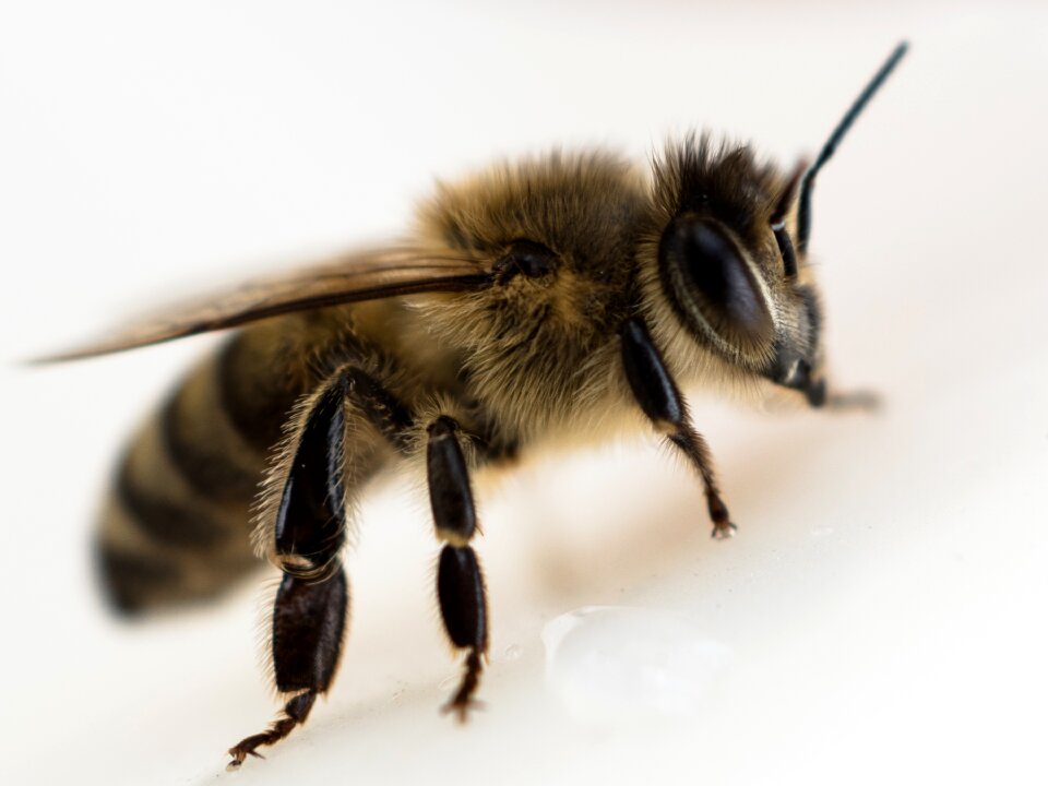 Bee close up insect