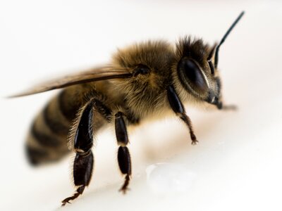 Bee close up insect