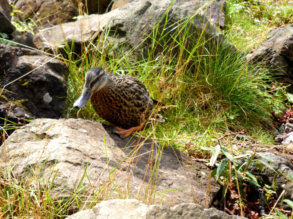 Duck-2-Loch-Lomond