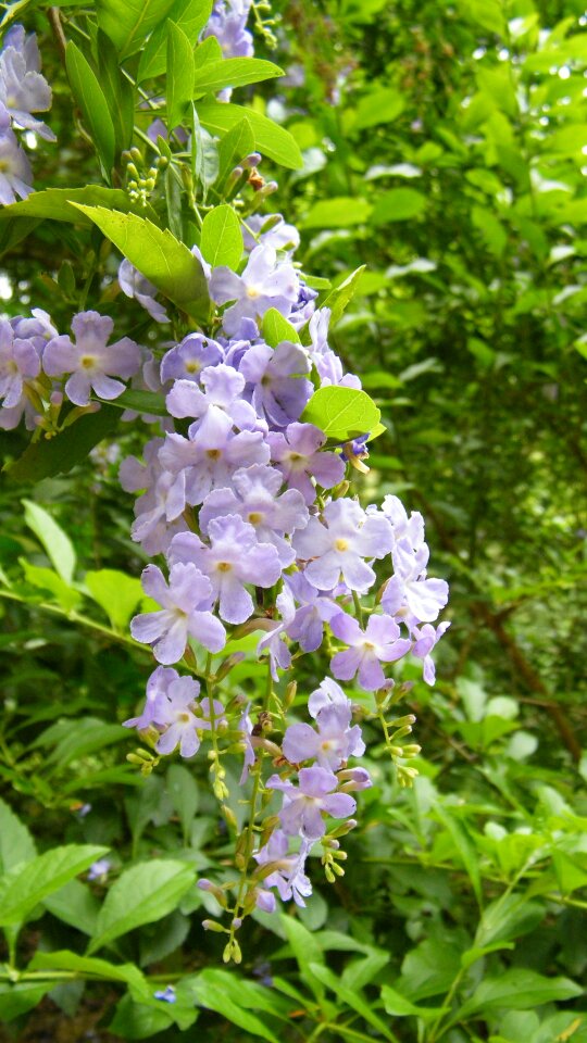 Flower flower string purple flower