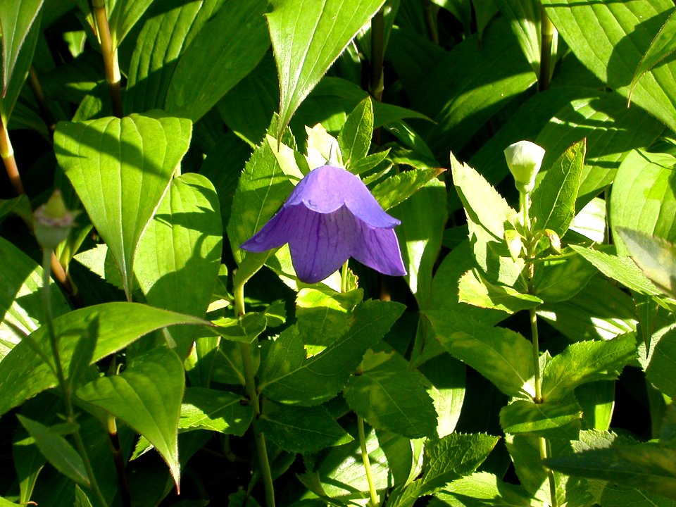 Dscn1464 japan nature